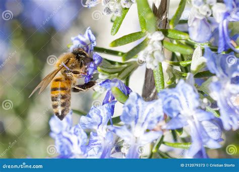 Honey Bee Pollinating A Rosemary Flower During Spring Stock Image