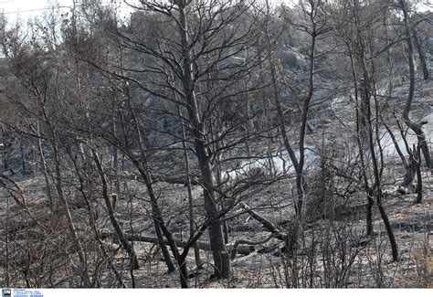 Αποκατάσταση της κυκλοφορίας στο ρεύμα προς αθήνα. Φωτιά στην Κρήτη: Όλη νύχτα πάλευαν αλλά την έσβησαν