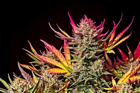 Tips To Cultivate Autoflowering Cannabis Seeds
