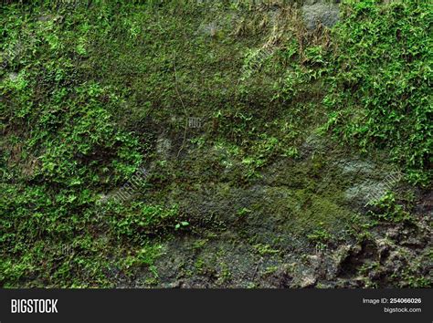 Moss Texture Moss Image And Photo Free Trial Bigstock