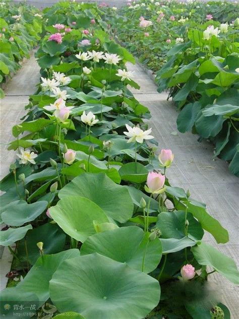 Discover quality lotus flower seeds shipped on dhgate and buy what you need at the greatest convenience. Dried Black Lotus Seed For Flower Growing In Water - Buy ...
