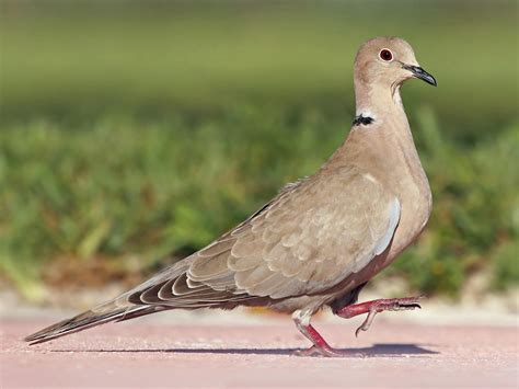 Eurasian Collared Dove Celebrate Urban Birds