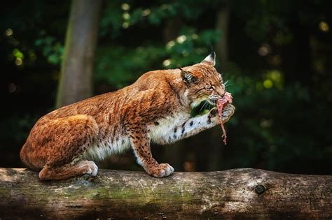 Lynx animals have a little tail, trademark tufts of dark hair on the tips of their ears all categories of lynx animals have white hide on their chests, guts, also, on the internal parts of their. Lynx HD Wallpaper | Background Image | 2048x1365 | ID ...