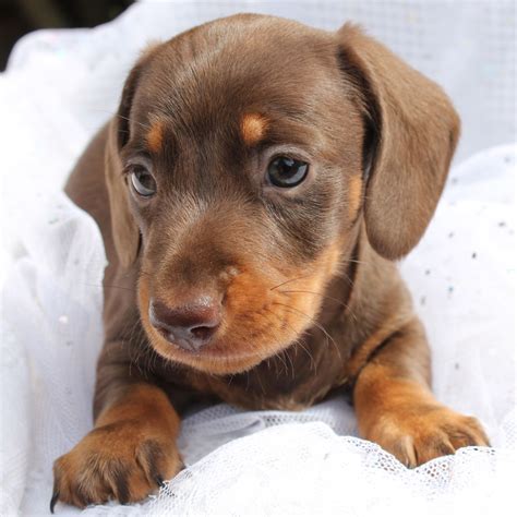 Dachshunds come in standard and miniature size and can have three coat variations: Miniature Chocolate Dachshund | Orpington, Kent | Pets4Homes