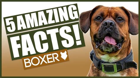 Boxer Dog Facts 5 Incredible Facts About The Amazing Boxer Puppy
