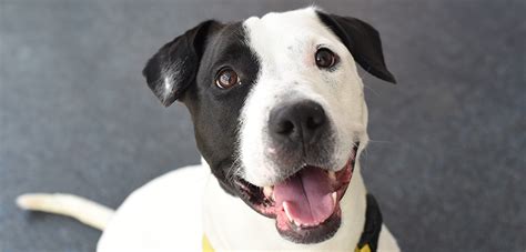 Finally you said the dog will lick. October Is Adopt a Shelter Dog Month—and We're Celebrating ...