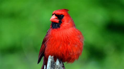 Heres What It Really Means When You See A Cardinal