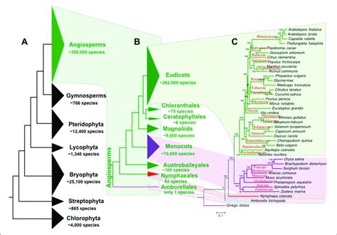 Phylogeny And Species Of Green Plants And Angiosperms A The Tree