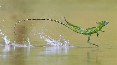 5 Animals That Can Walk On Water Youtube