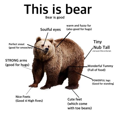 This Is Bear Bear Is Good Proper Anatomy Know Your Meme