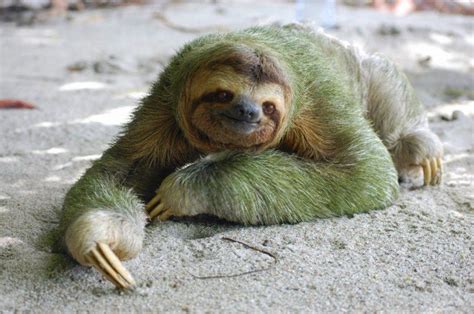 12 Adorable Facts About Sloths The Paws Sloth Sloth Facts Cute