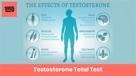 Testosterone Total Purpose And Normal Range Of Results 1mg