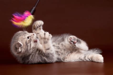 Players can move kittens around with other cards as well. Kitten Teething: 5 Tips to Stop Kitten Biting - Catster