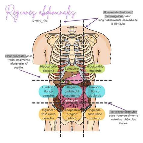 Regiones Abdominales Cosas De Enfermeria Anatomia Y Fisiologia Iliaco