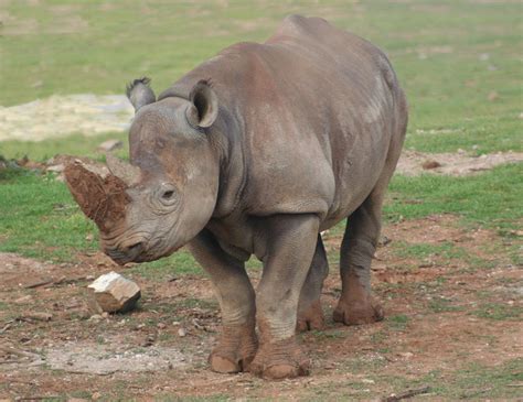 Based out of malta and founded in 2016 by a group of igaming veterans, the rhino group and its first brand wunderino quickly established itself as the industry's rising star. Free Black Rhino Stock Photo - FreeImages.com