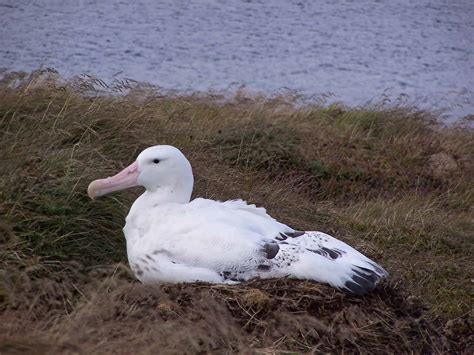Wandering Albatross 11 Cool Facts About The Subarctic Bird