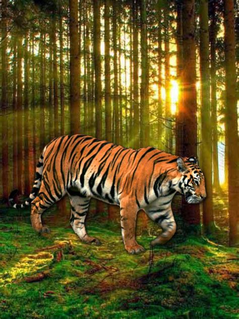 Free Download Tiger Wallpaper Hd 32004 Baltana 1920x1080