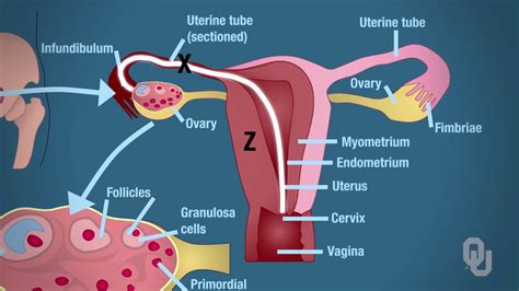 Human Physiology Functional Anatomy Of The Female Reproductive System
