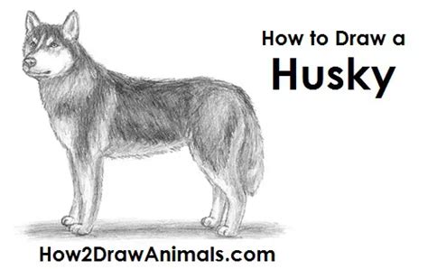 How To Draw A Husky Puppy Easy