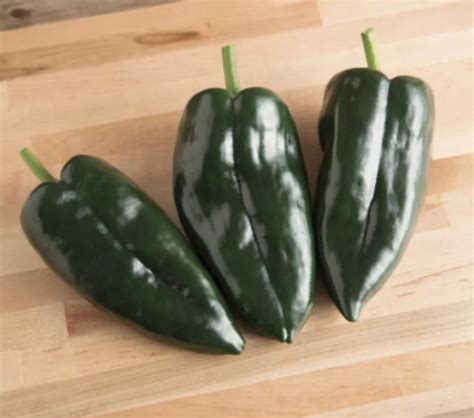 Giant Ancho Poblano Pepper Organic 20 Seeds Etsy