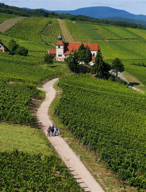 Alsace Wine Region A Guide For Enthusiasts Wine Folly