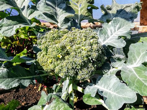Die möhren sind gut aufgegangen, auch hier muss jetzt alles was konkurrenz für die möhre ist herausgezogen werden. Brokkoli aus den eigenen Garten