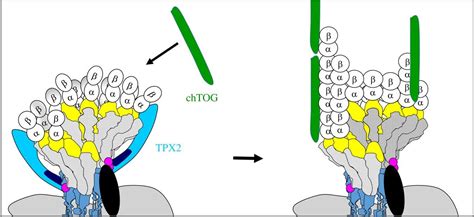 Assembly and regulation of γ tubulin complexes Open Biology