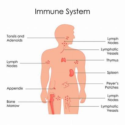 Immune System Human Illustration Colorful Schematic Parts
