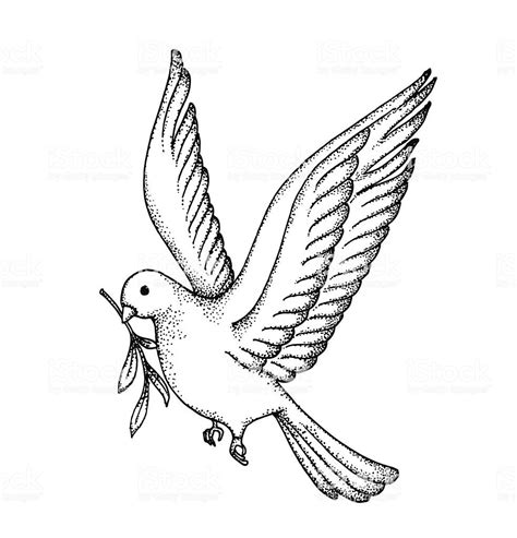 Vector Of Hand Draw Dove Symbol Of Peace Royalty Free Dove Bird