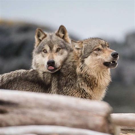 Wolf Soul Wolves En Instagram 🇮🇹 Nel Periodo Tra