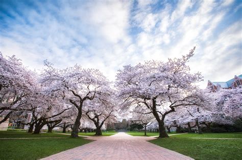 University Of Washington Cherry Blossoms By Michael Matti Flickr