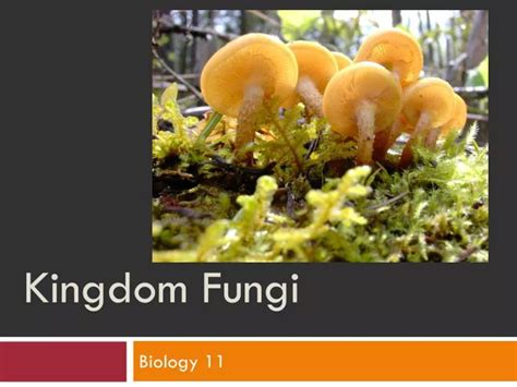 Ppt Kingdom Fungi Powerpoint Presentation Free Download Id5643493