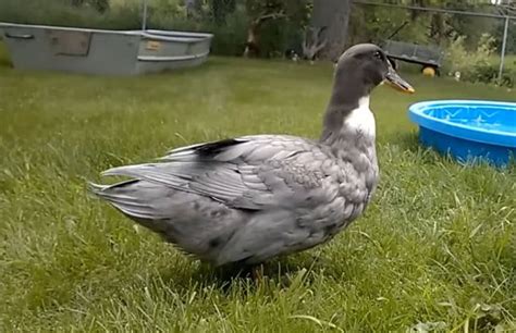 5 Stunning Grey Duck Breeds You Must Know About
