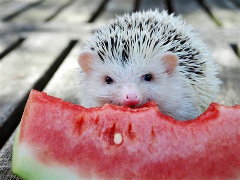 2014 Summer Contest! - Carolina Storm Hedgehogs