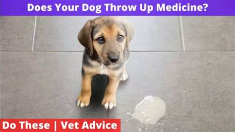 Does Your Dog Throw Up Medicine Do This Vet Advice