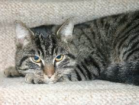 Perdu chat, noir, blanc, roux, femelle, poils longs, pelage uni, race chat de gouttière. Chat tigré noir et gris - Annonces chatons