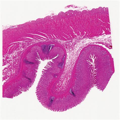 Mammal Fundic Stomach Sec 7 µm Hande Microscope Slide Carolina