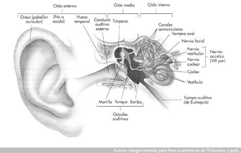 Anatomía Del Oído Humano Download Scientific Diagram