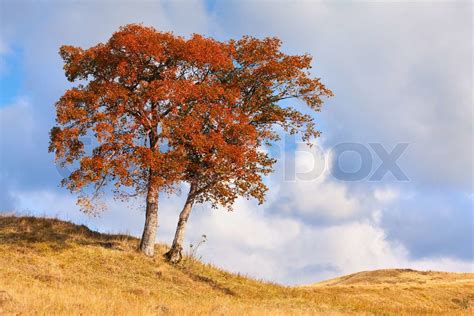 Lonely Autumn Tree Stock Image Colourbox