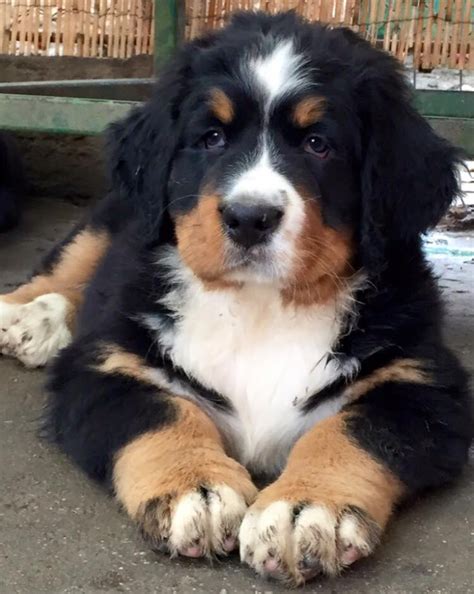 Bernese Mountain Dog Puppies For Sale Milwaukee Wi 110284