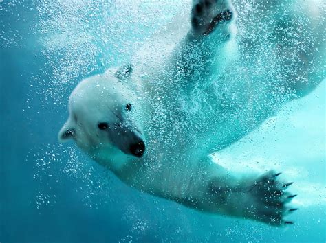 Underwater Polar Bear Upeaa Seinätaidetta Julisteella Photowall