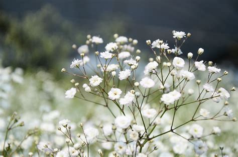 Check spelling or type a new query. Bugs That Eat Baby's Breath: Common Pests Of Baby's Breath ...