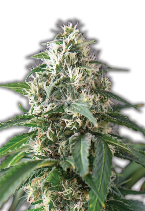 Purple Kush Autoflowering Cannabis Seeds By Sunwest Genetics