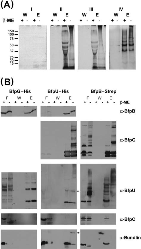Silver Staining And Western Blot Analyses Of Affinity Purified