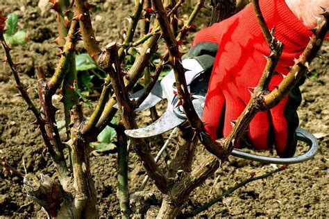 How And When To Prune Roses Gardeners Path