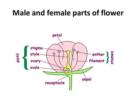 This means that it has both male and female reproductive parts, so you not need both a male and female plant in order to have flowers. What is the importance of stamen and pistil? - Quora
