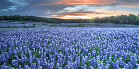 Where To See Bluebonnets In And Around Austin