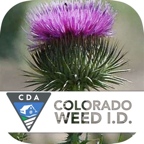 Colorado Noxious Weeds By Colorado Department Of Agriculture