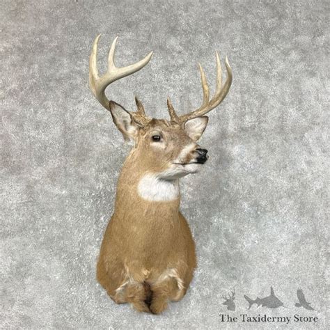 Whitetail Deer Shoulder Mount For Sale 25424 The Taxidermy Store