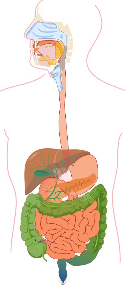 The accessory organs include the gallbladder, liver and pancreas, while all other parts belong to the gi tract. File:Digestive system without labels.svg - Wikimedia Commons